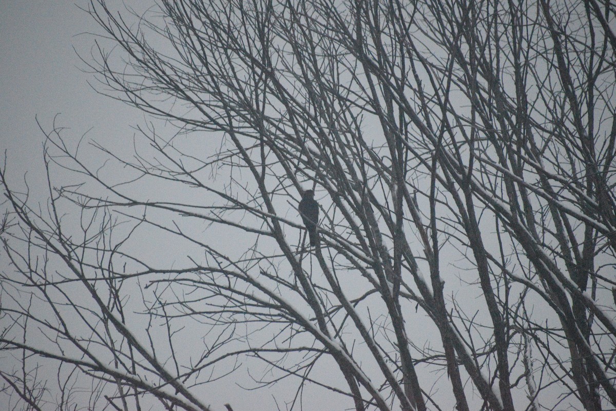 Cooper's Hawk - ML646413179