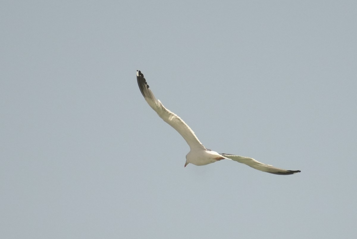 Goéland brun (barabensis) - ML646413180