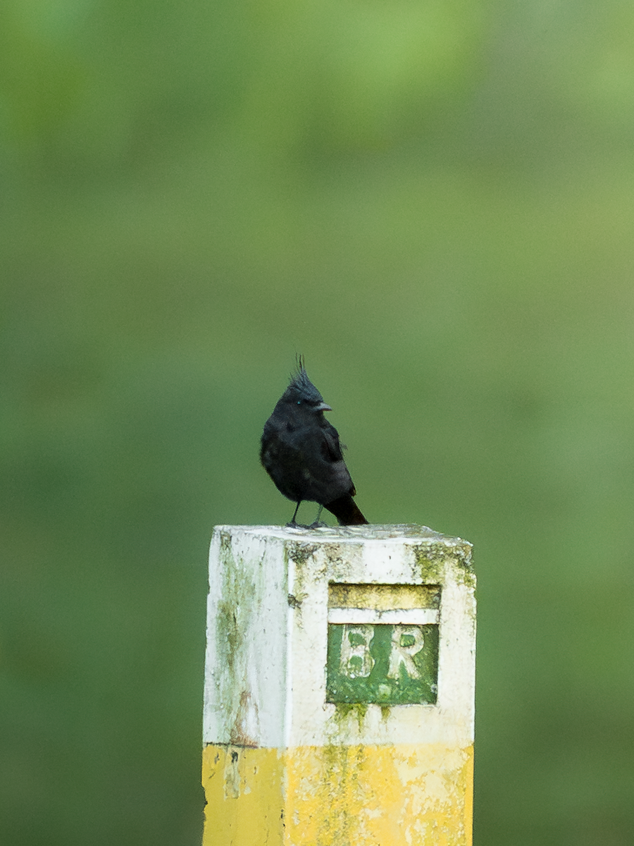 Crested Black-Tyrant - ML646413181