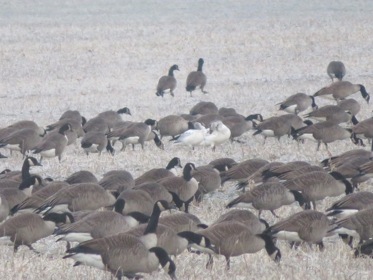 Snow Goose - ML646413182