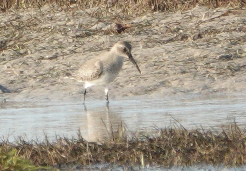 Dunlin - ML646413185