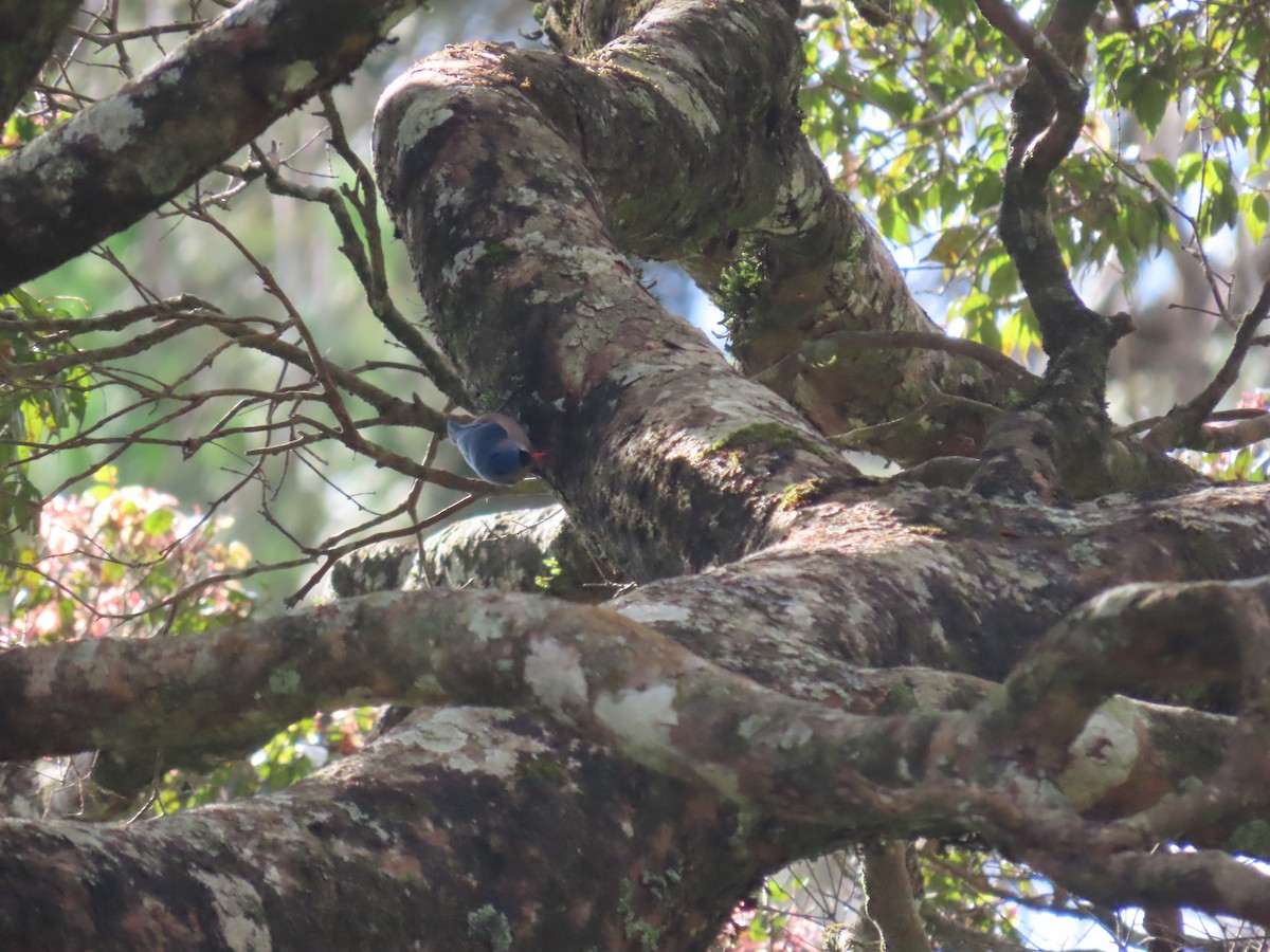 Velvet-fronted Nuthatch - ML646413186