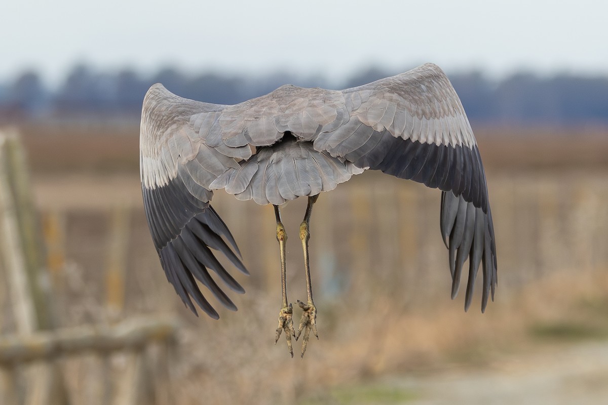 Gray Heron - ML646413188
