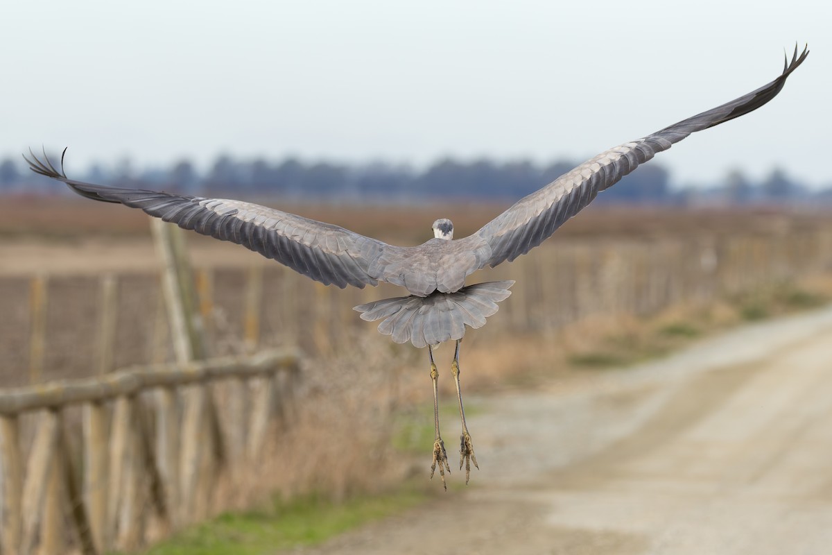 Gray Heron - ML646413189