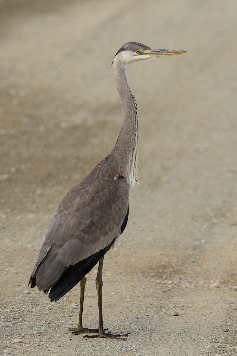 Gray Heron - ML646413190