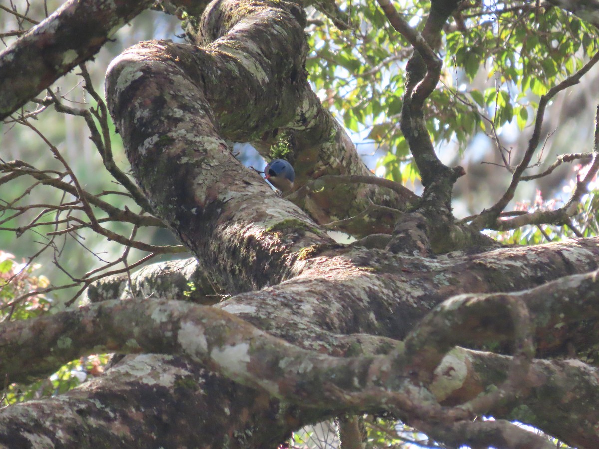 Velvet-fronted Nuthatch - ML646413191