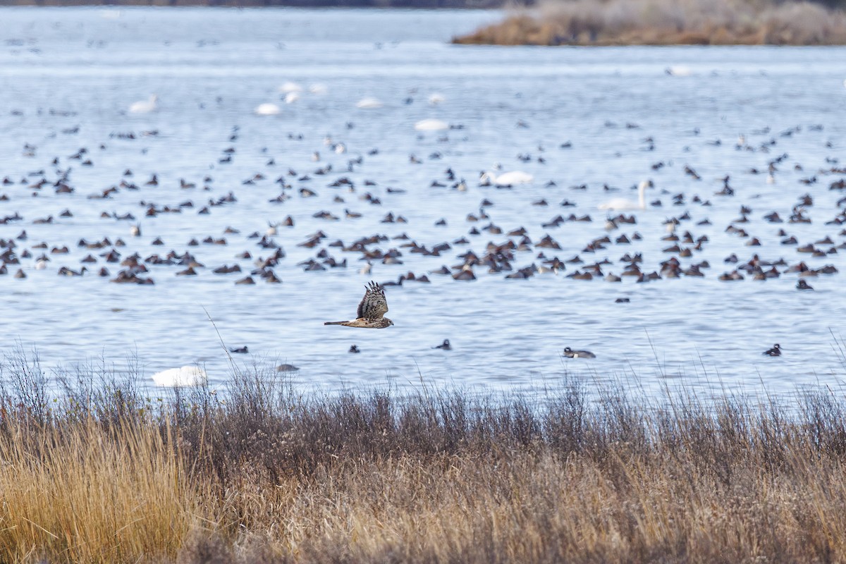 Northern Harrier - ML646413192