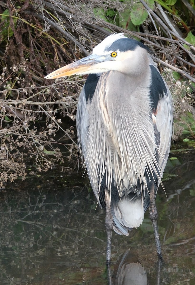 Great Blue Heron - ML646413194