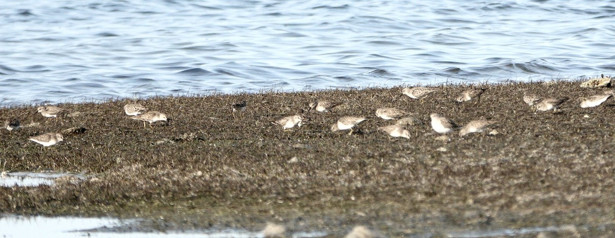 Least Sandpiper - ML646413195