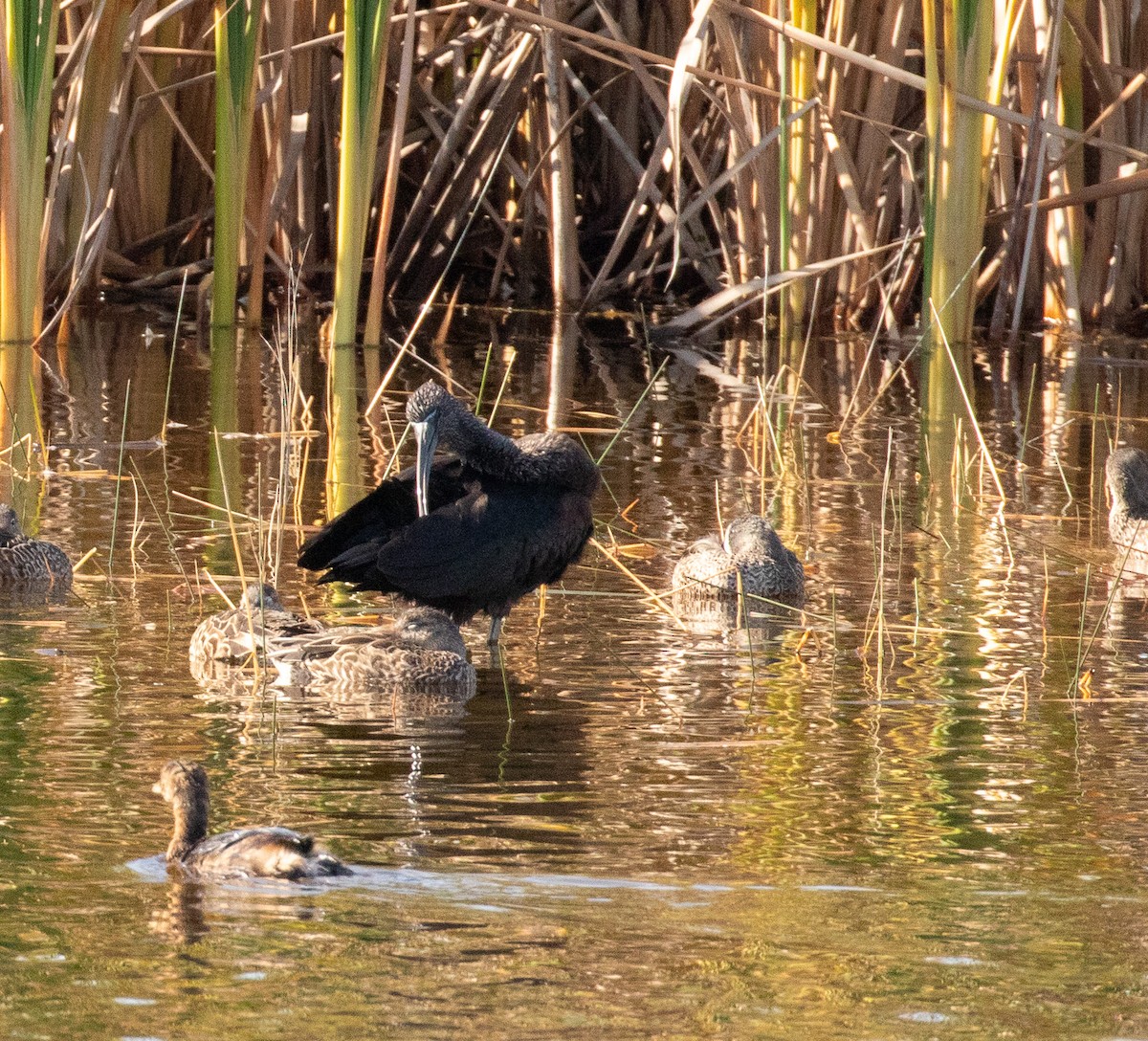 ibis hnědý - ML646413197