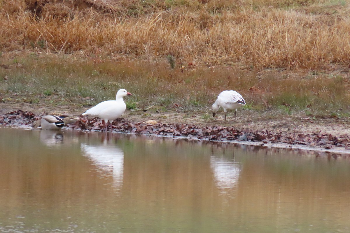 Snow Goose - ML646413198