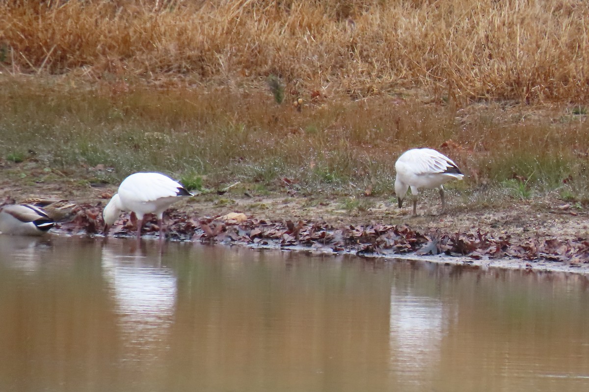 Snow Goose - ML646413199