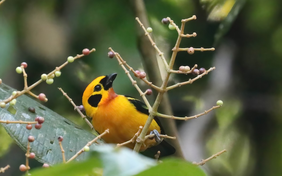 Golden Tanager - ML646413201
