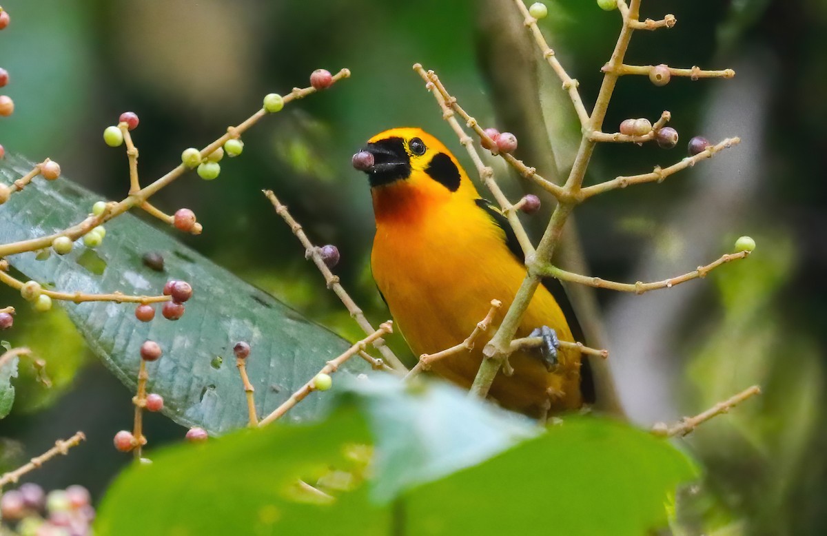 Golden Tanager - ML646413202