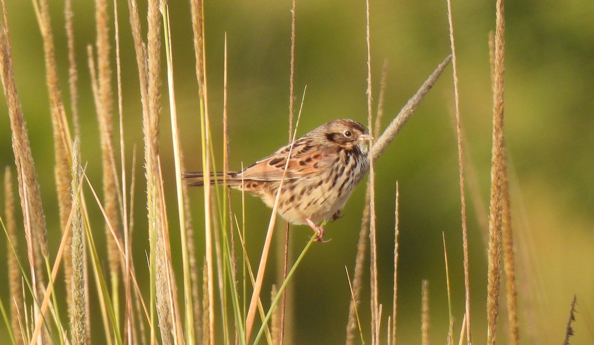 Sierra Madre Sparrow - ML646413203
