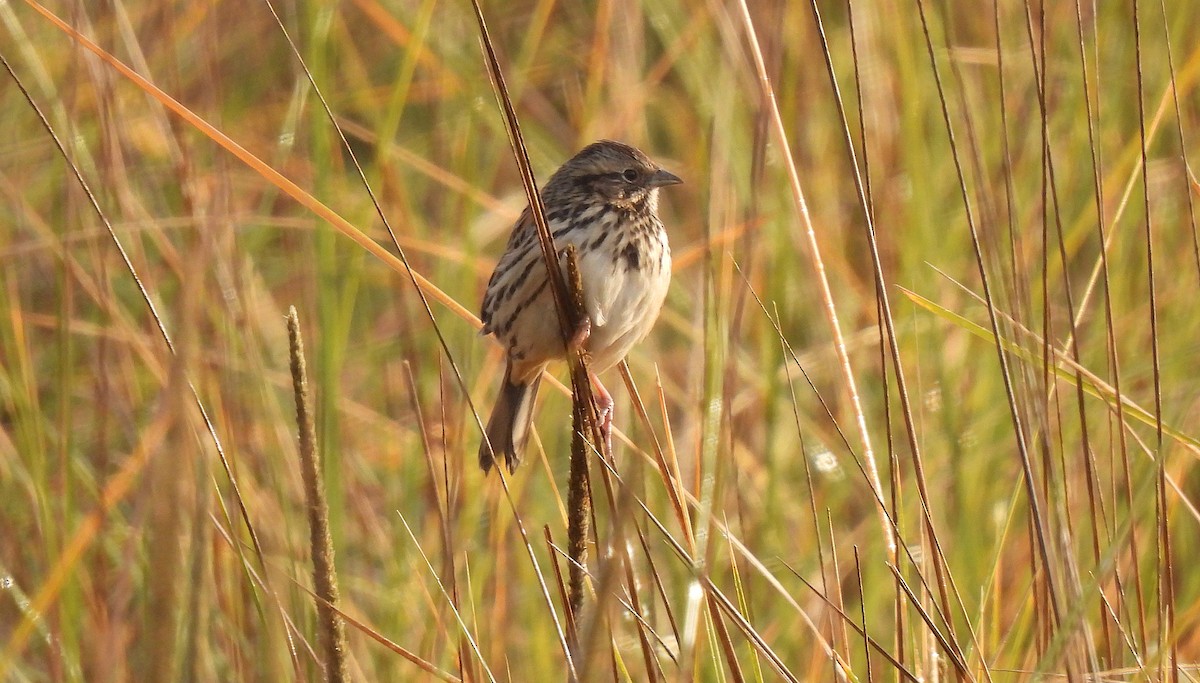 Sierra Madre Sparrow - ML646413204