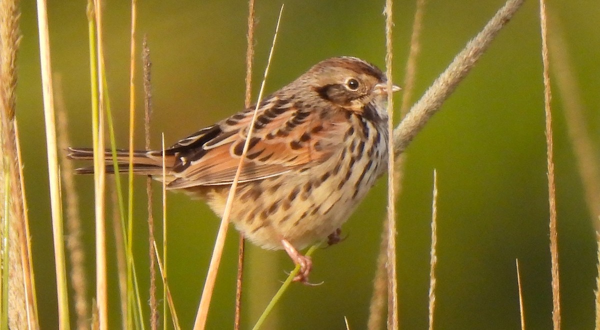Sierra Madre Sparrow - ML646413205