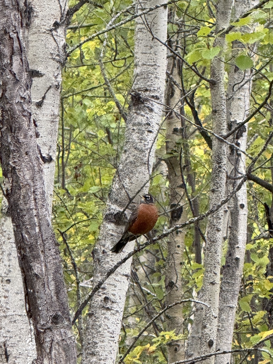 American Robin - ML646413207