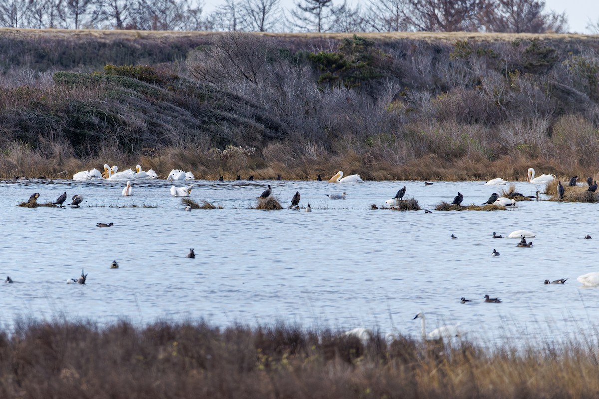 American White Pelican - ML646413209