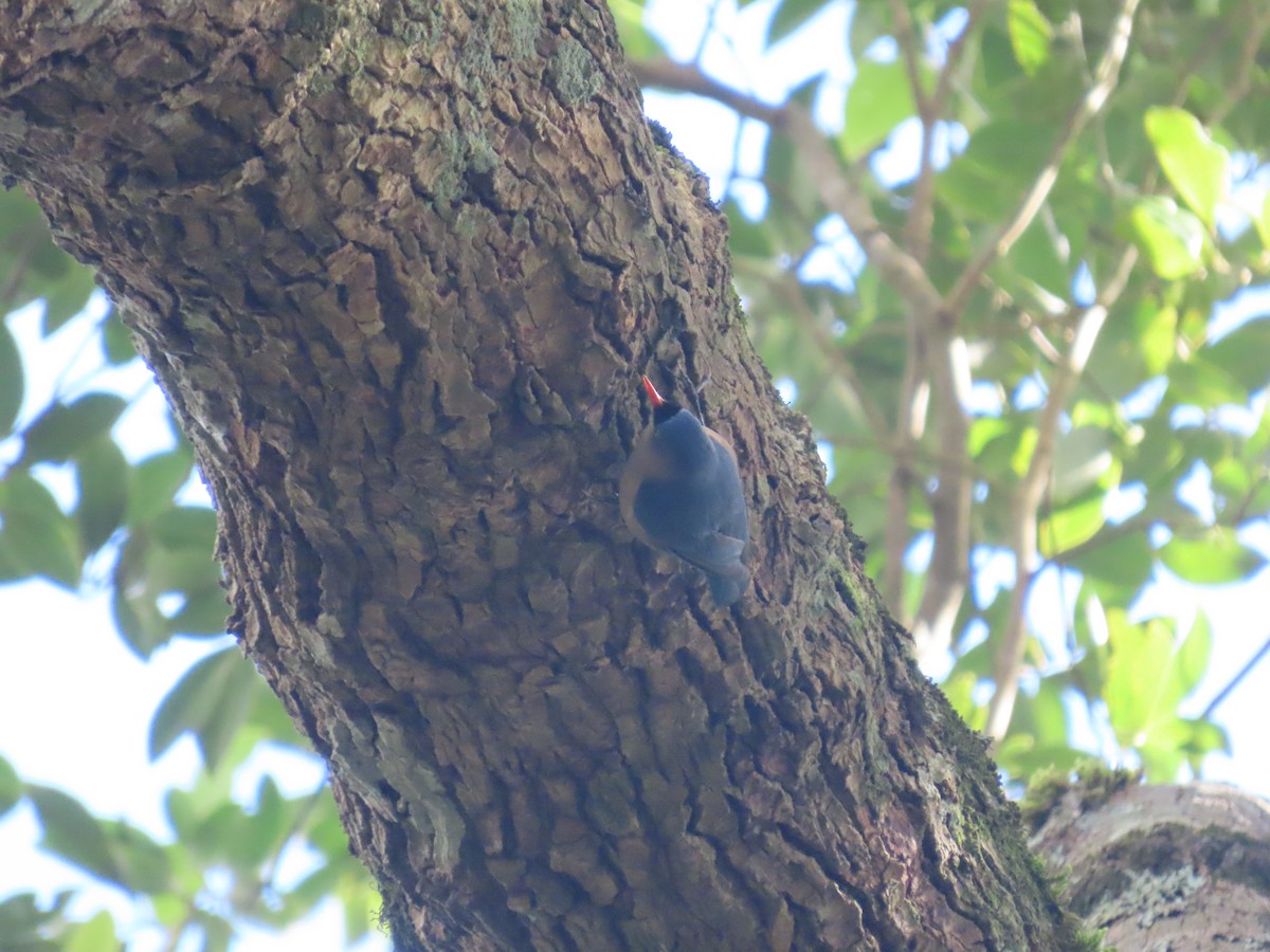 Velvet-fronted Nuthatch - ML646413214