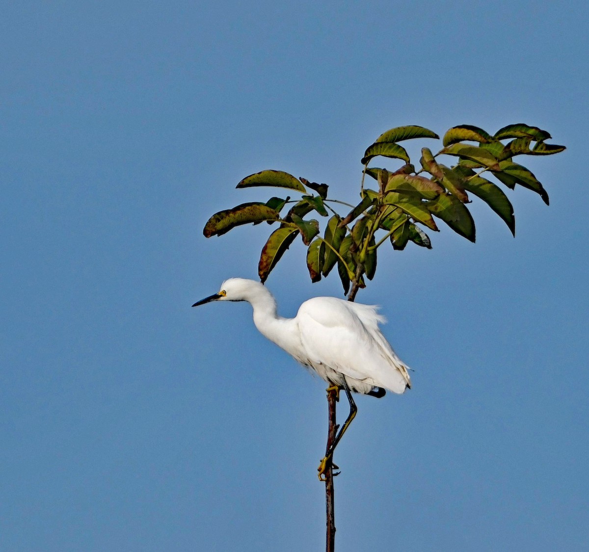 Snowy Egret - ML646413215