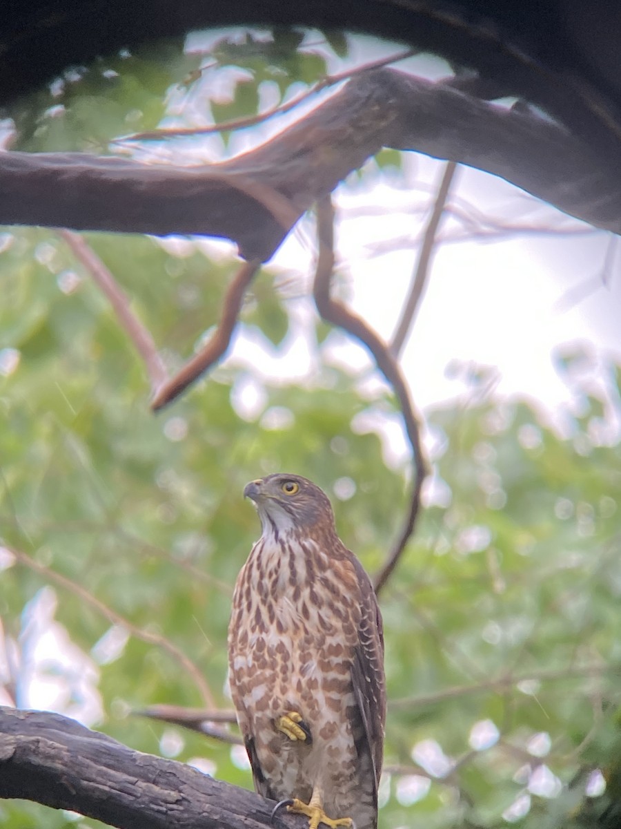 Crested Goshawk - ML646413216