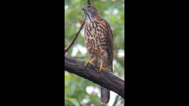 Хохлатый ястреб - ML646413217