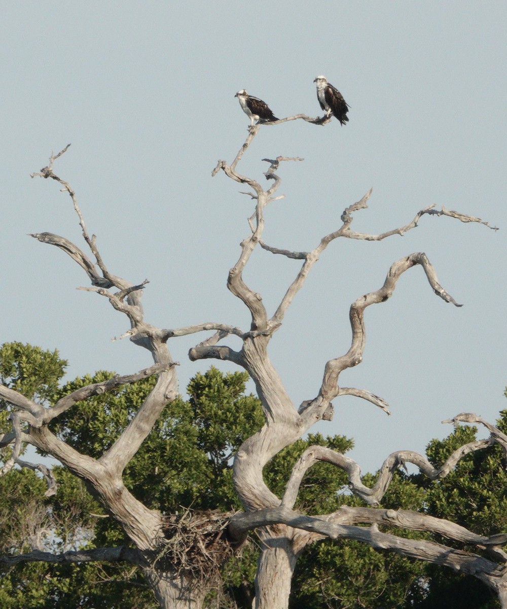 Osprey - ML646413219