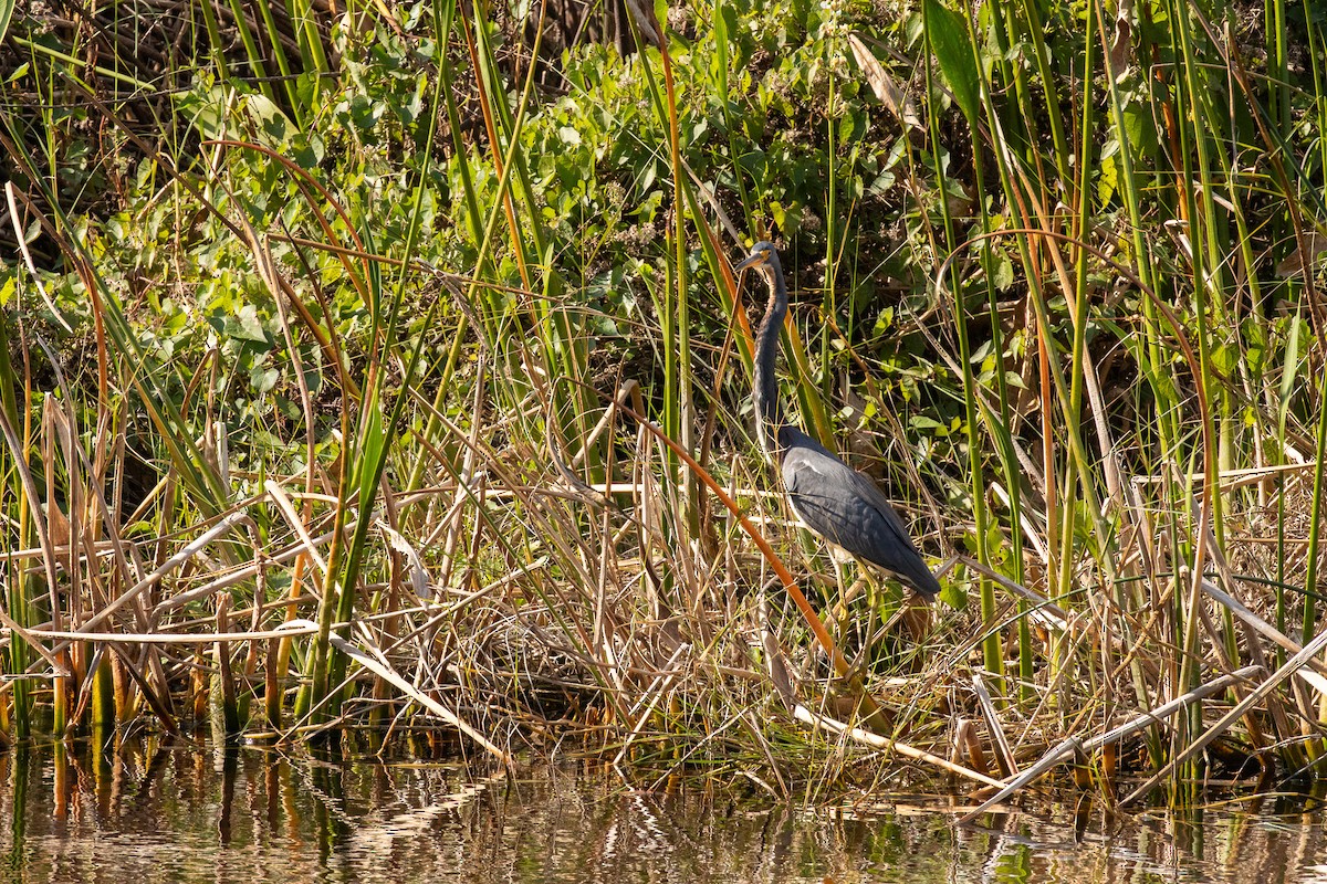 volavka tříbarvá - ML646413220