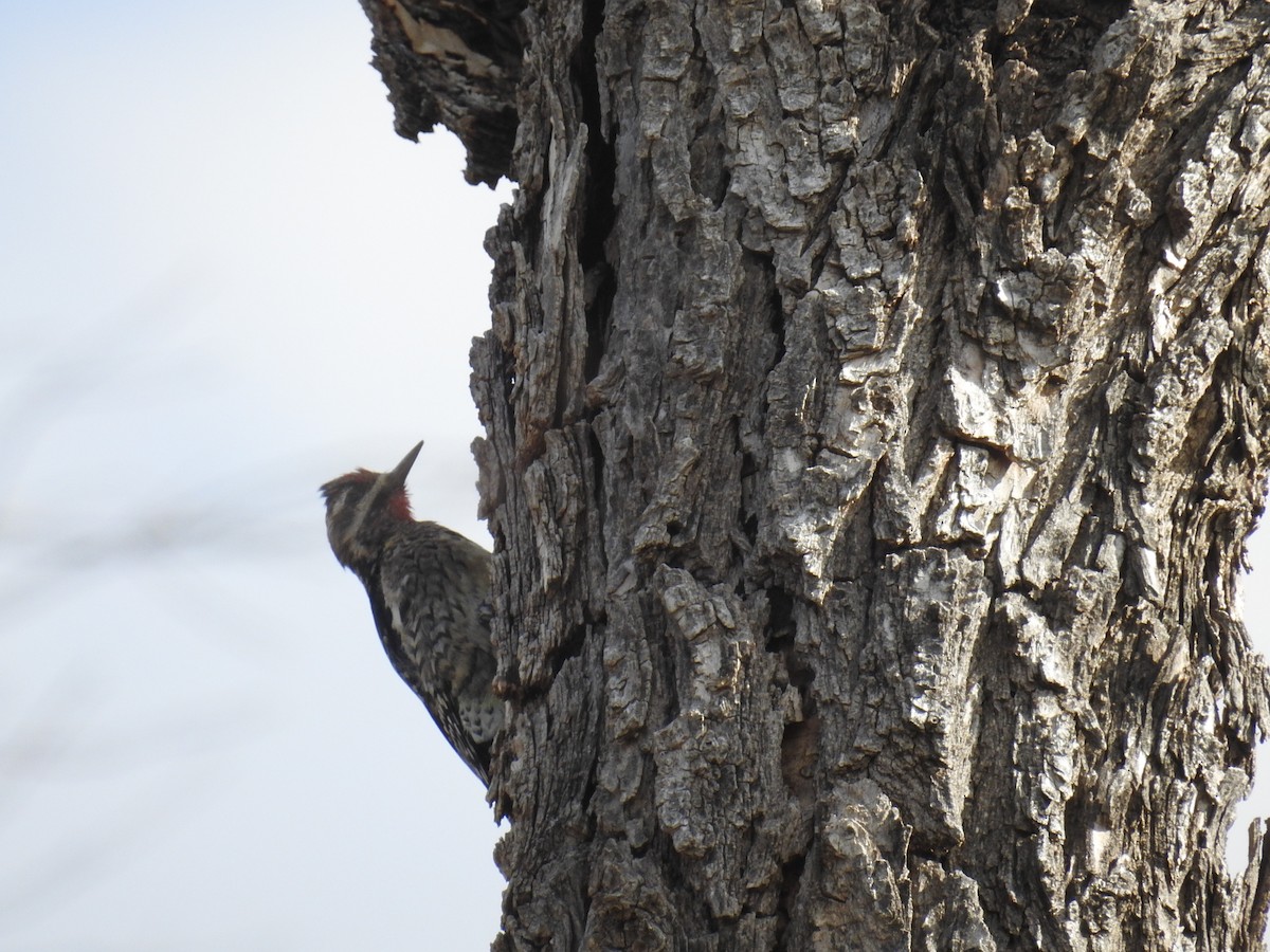 Yellow-bellied Sapsucker - ML646413226