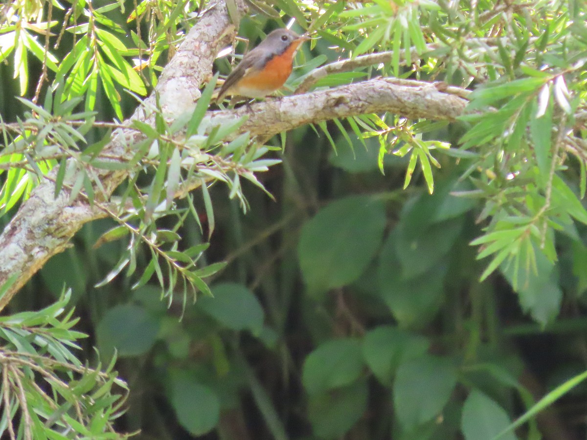 Kashmir Flycatcher - ML646413227