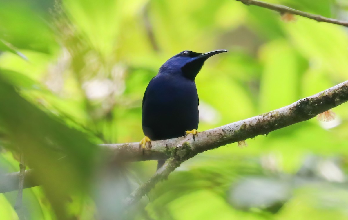 Purple Honeycreeper - ML646413230
