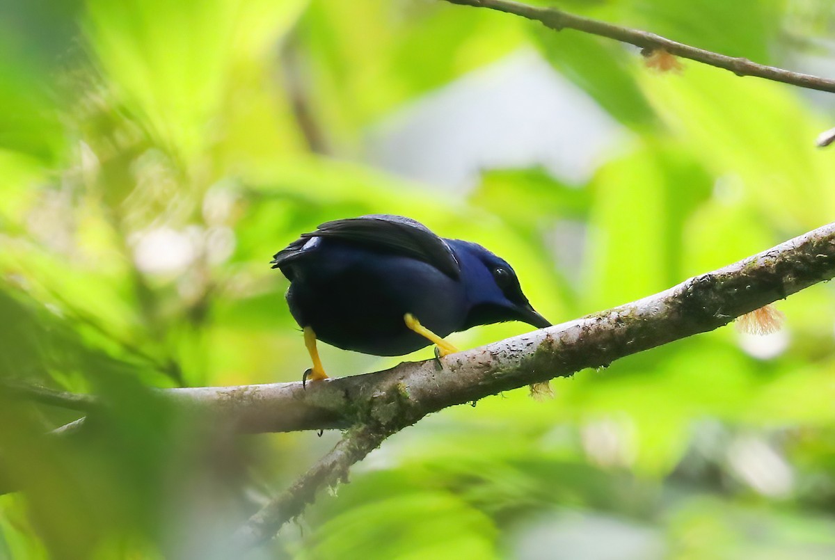 Purple Honeycreeper - ML646413231