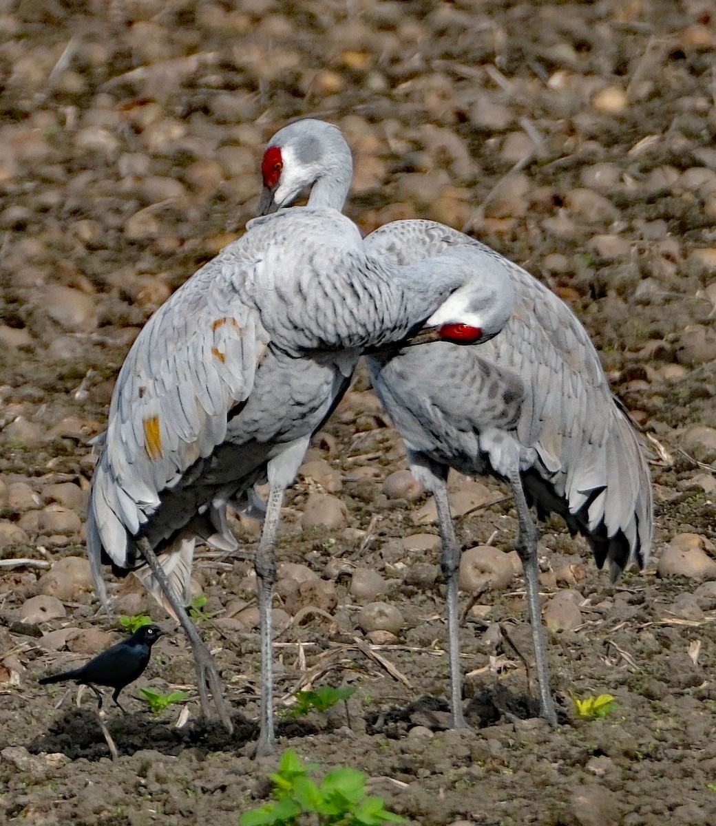 Sandhill Crane - ML646413232