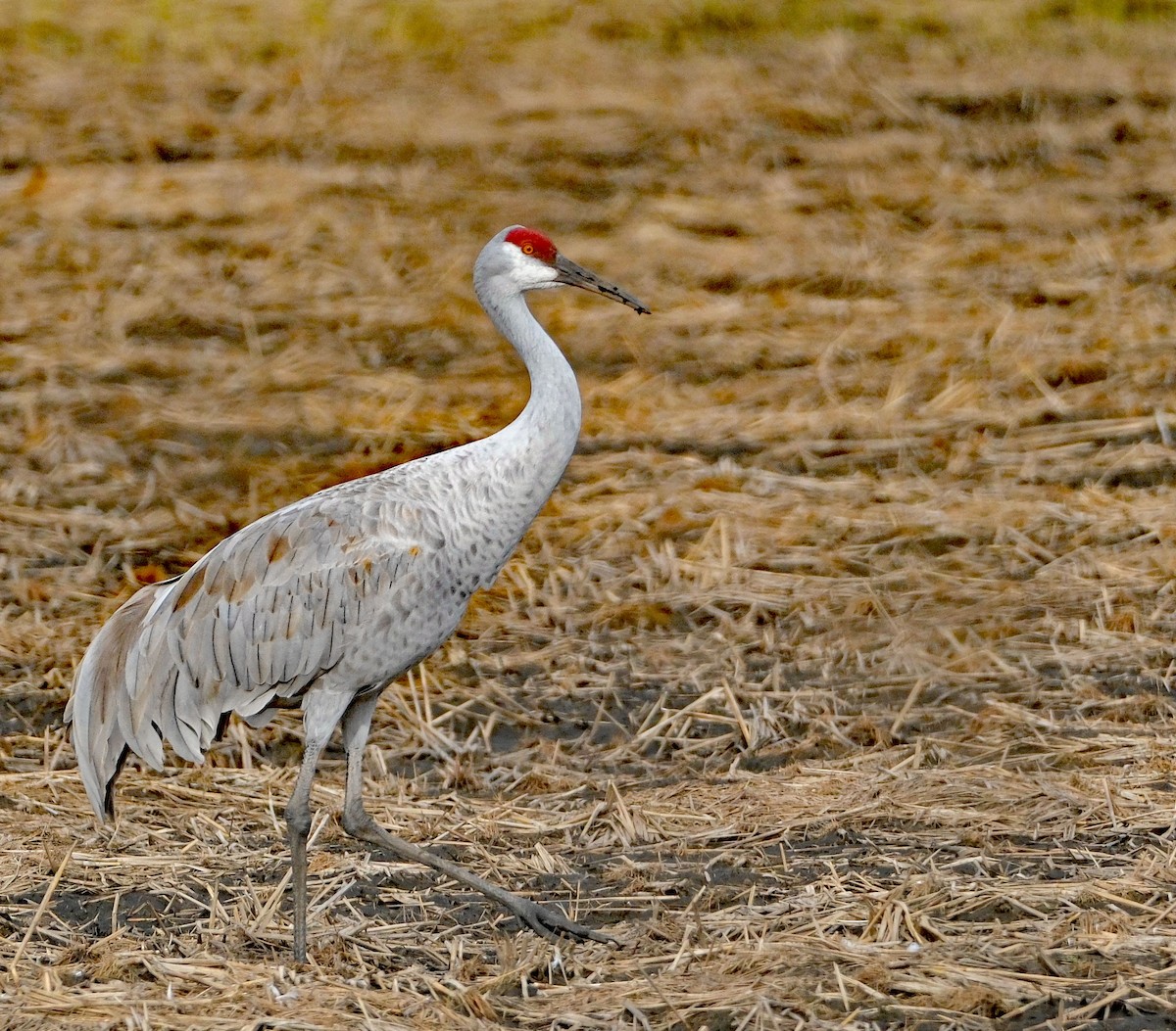 Sandhill Crane - ML646413233