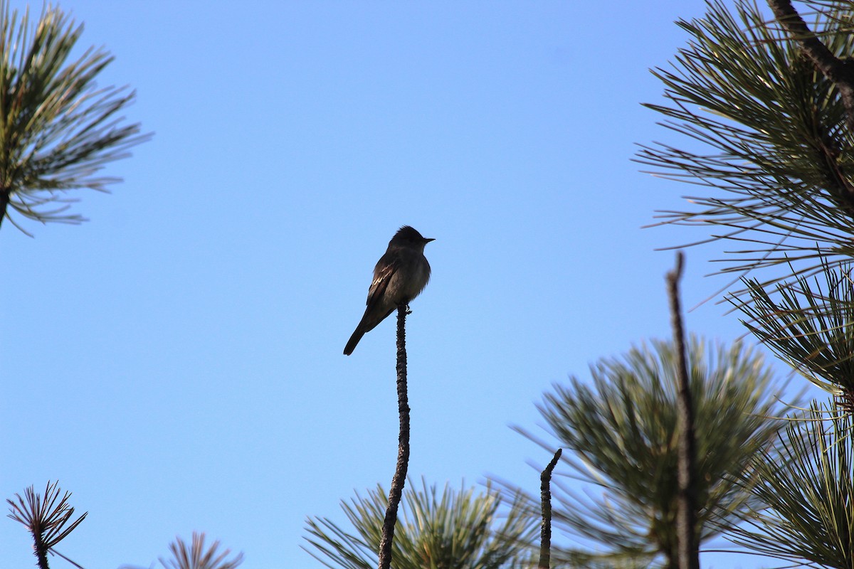 Western Wood-Pewee - ML646413234