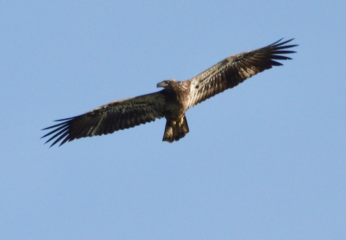 Bald Eagle - ML646413235