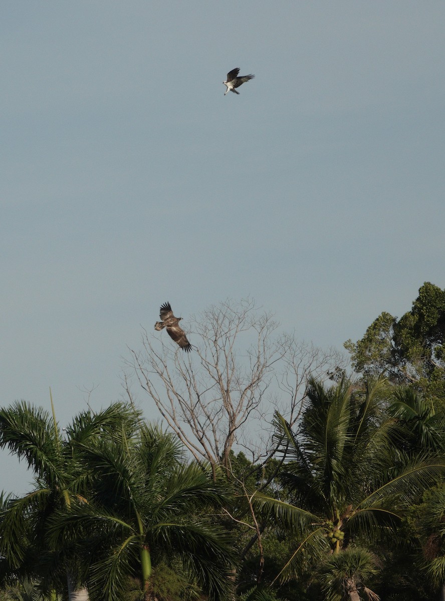 Bald Eagle - ML646413237