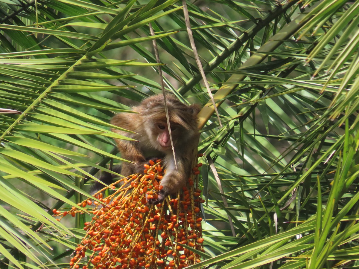 Animals - ML646413238