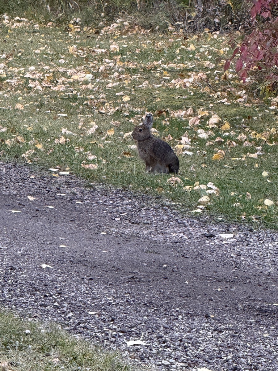 Animals - ML646413240