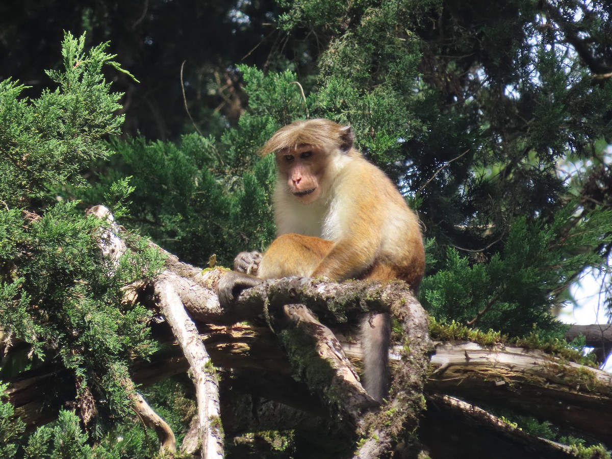 Animals - ML646413241