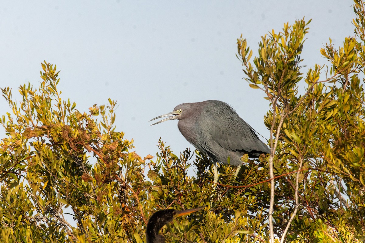 volavka modrošedá - ML646413242