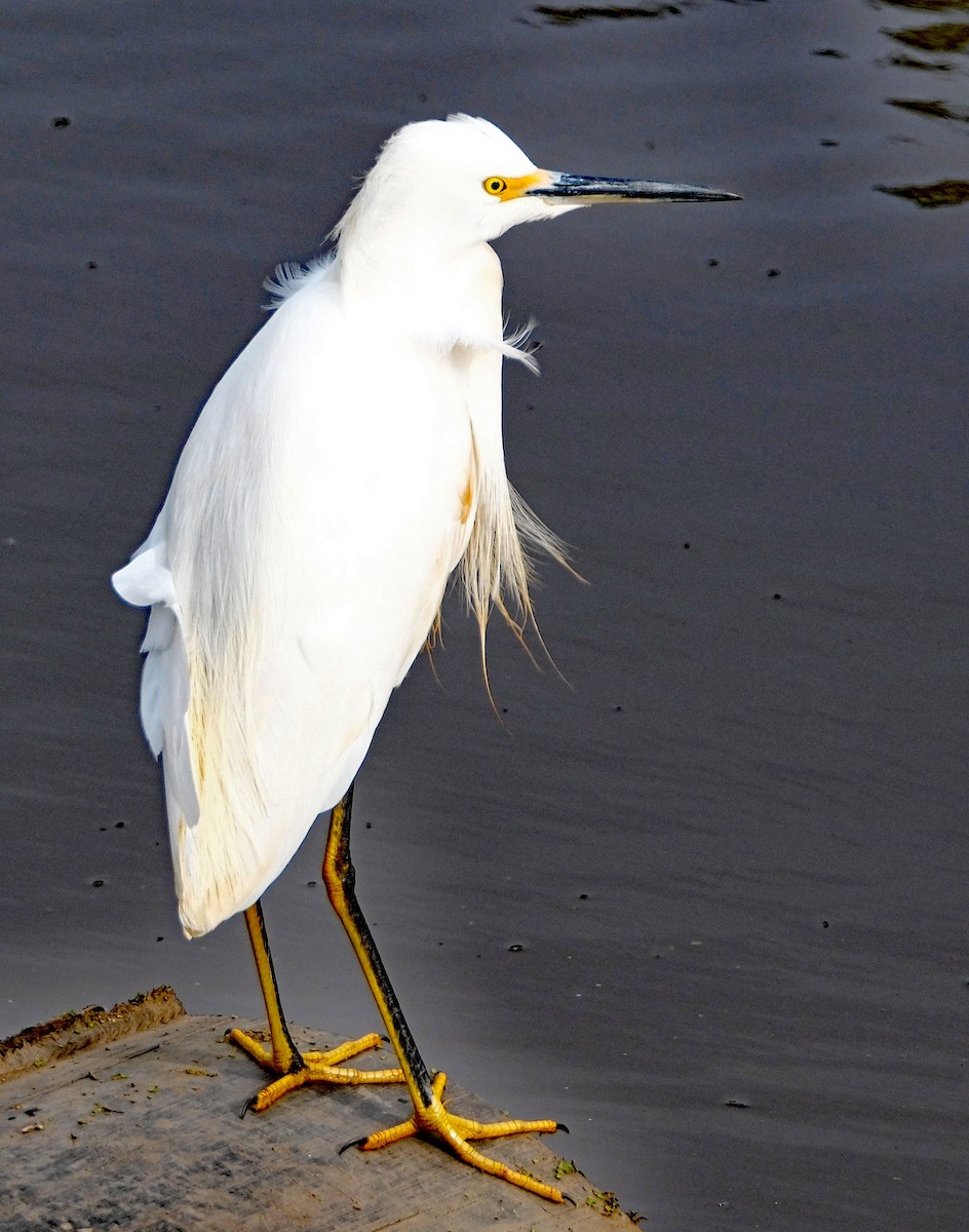 Snowy Egret - ML646413243