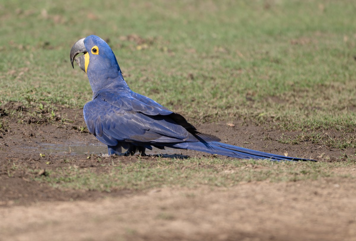 Hyacinth Macaw - ML646413244