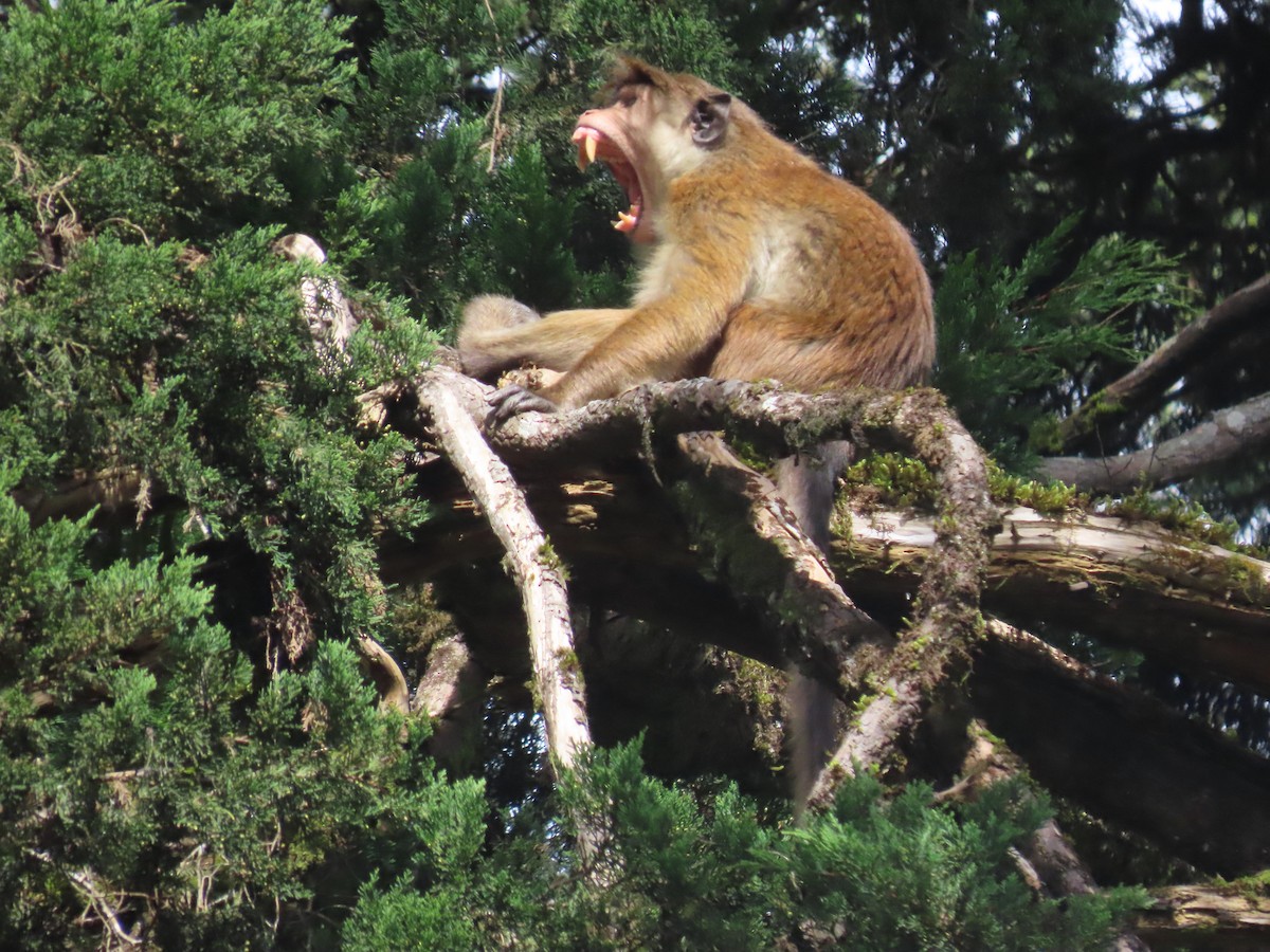 Animals - ML646413245