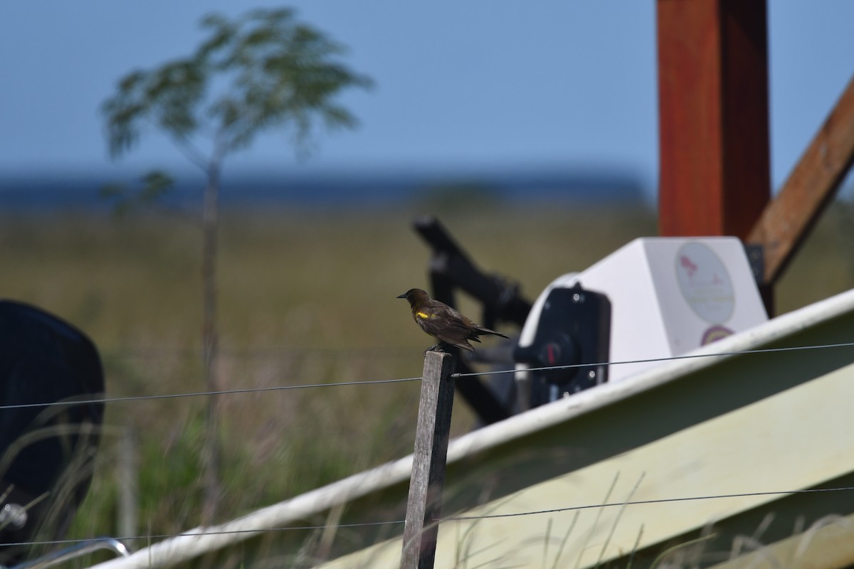 Brown-and-yellow Marshbird - ML646413246