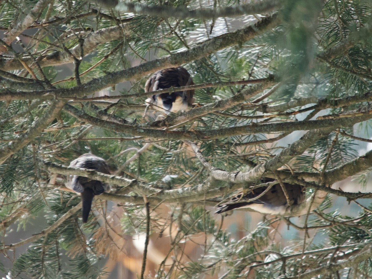 Mourning Dove - ML646413247