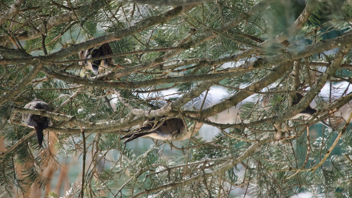 Mourning Dove - ML646413248