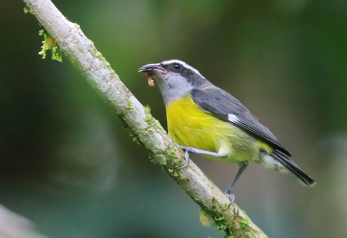 Bananaquit - ML646413249