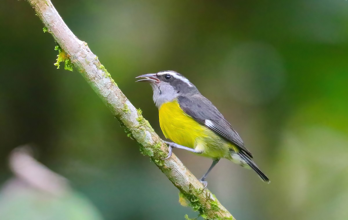 Bananaquit - ML646413250